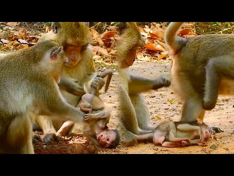 The poor baby monkey is being bullied by the evil adult monkey. Where is the mother monkey?