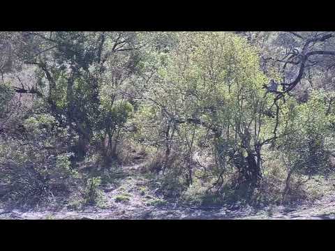 Djuma: Vervet Monkeys playing in trees are upsetting the birds - 08:55 - 10/03/2023