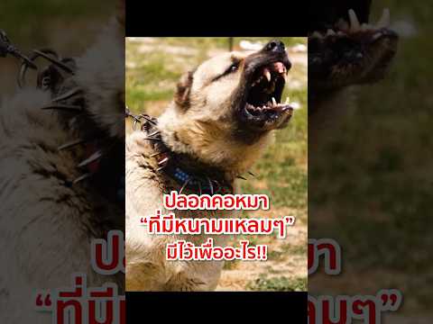 ทุกคนรู้ไหมครับ ปลอกคอหมาที่มีหนามแหลมๆ แบบนี้ มีไว้เพื่ออะไร!! #animals #dog #หมา #สุนัข