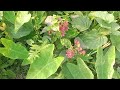 কাকির ভালোবাসা Bengali Golpo Kahini Audio Story Ep 2