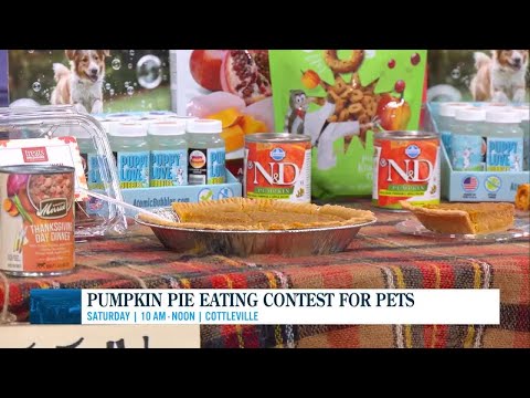 Pumpkin Pie Eating Contest for Pets - YouTube