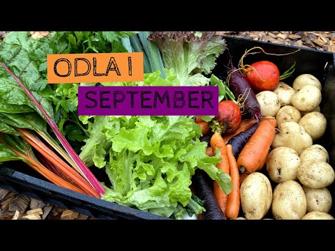 Odla i SEPTEMBER - Vad jag har skördat, sått och planterat den här månaden