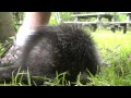 Baby Porcupine Attacks