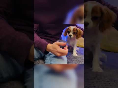 Cavalier King Charles Spaniel puppy barking #cavalierkingcharlesspaniel  #dog #funnyvideo #shorts
