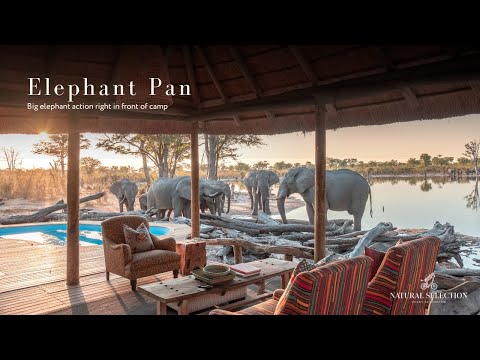 Elephant Pan