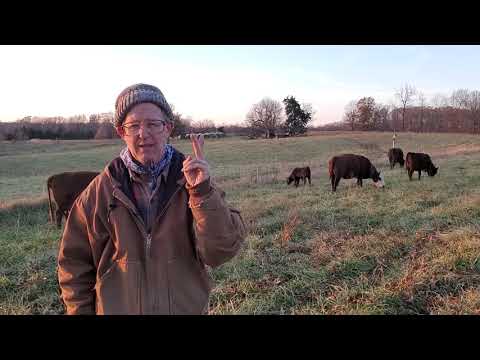 Greg discusses the profitability of 1000 lb cows...
