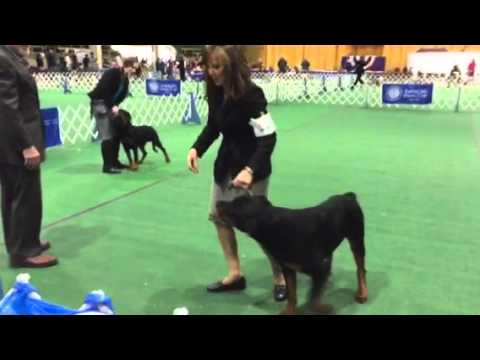 Esther and Strider puppy sweeps CKC 2016