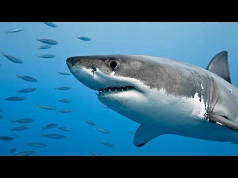 AJKULA 🦈🦈🦈 EDUKATIVNI VIDEO ZA DECU 🌊