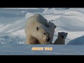 Arctic Tale