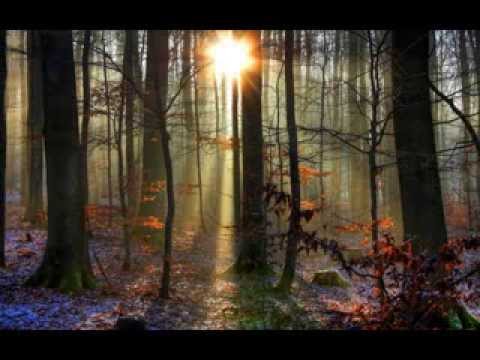 The Melody of a Fallen Tree -Windsor for the Derby