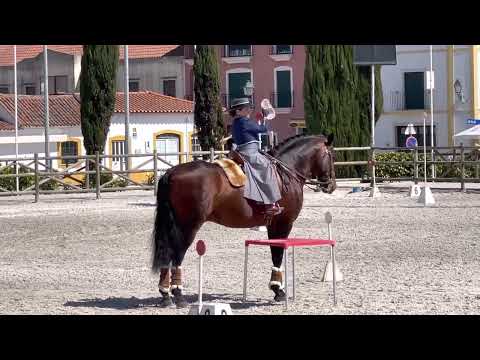 GOLEGA - Maneabilidade Lara e Endiabrado 🥇73,5%