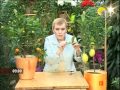 Как вырастить лимон дома 