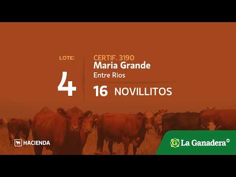 Lote Novillitos en Maria Grande