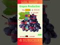 Top -10 Grape Production