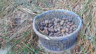 Download lagu Nghề đào củ năng mp3