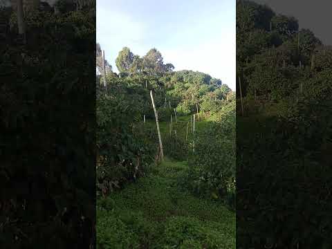 Desde las montañas de santa rosa de osos Antioquia solo tomate de árbol para un buen jugo