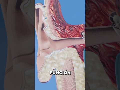 ¿Cuál es el hueso más pequeño?