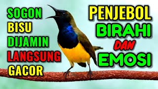 Download lagu Sogon BISU dijamin langsung bunyi‼️ Pancingan sogon agar emosi jebol mp3