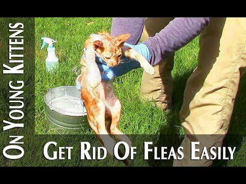 Flea Control For Young Kittens Under 8 Weeks (How To - Easy Solution)