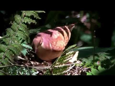 Ruddy quail-dove nesting Puerto Rico