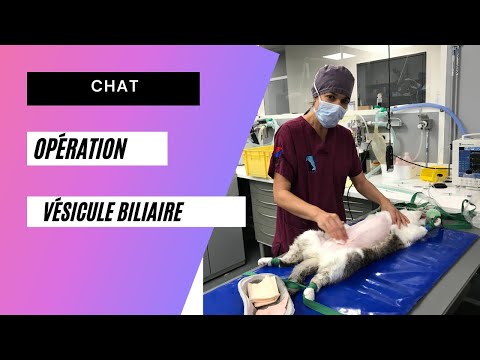 download lagu mp3 mp4 Homopathie Calculs Vsicule Biliaire, download lagu Homopathie Calculs Vsicule Biliaire gratis, unduh video klip Homopathie Calculs Vsicule Biliaire