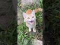 Kitten Meowing To Attract Cats Part 16
