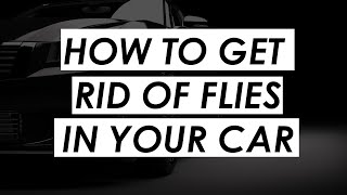 How to get rid of flies in your car
