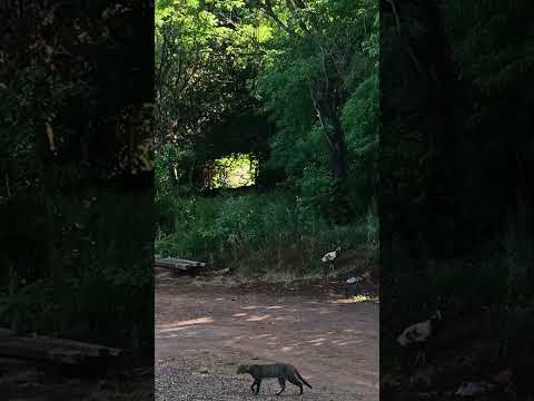 nova esperança do sudoeste !!! Rose e Paulo