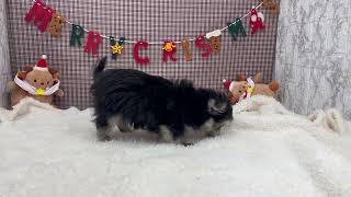 ハーフ犬の動画01