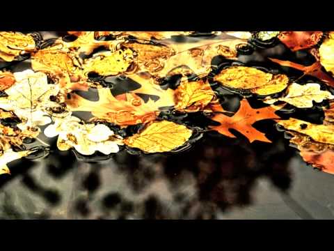 Michael Hoppe - Golden Leaves