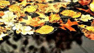 Michael Hoppe - Golden Leaves