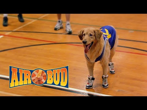 Air Bud O Cão Amigo Film - Brasil