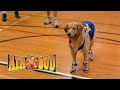 Air Bud O Cão Amigo Film Brasil