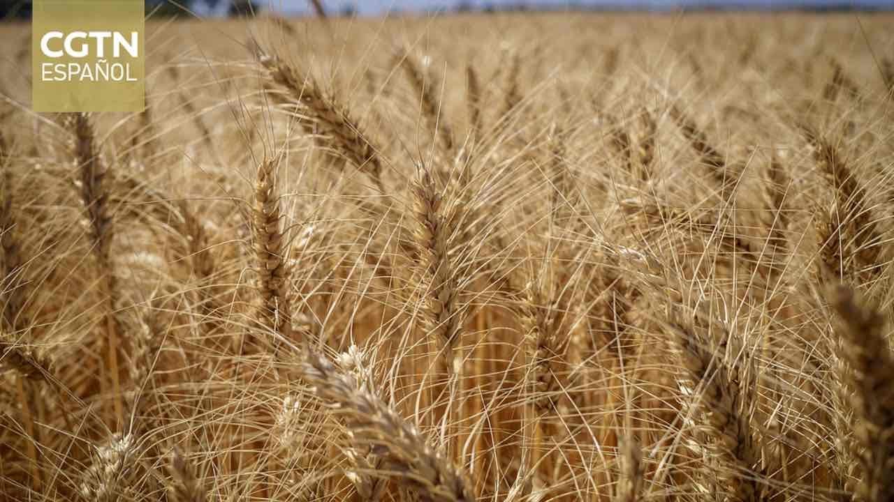 Se concreta el primer embarque de trigo argentino a China