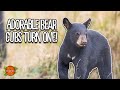 Four North American Black Bear Cubs Turn 1 Woburn Safari Park