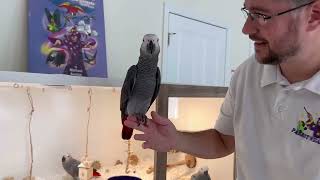 Enriching Life of Baby Parrots � Custom Enclosure Tour