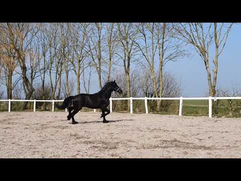 Stal Okkema's Enzo - Tsjalle x Loadewyk - stallion - 2017 - for sale