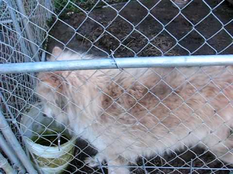 Wolfdogs Anna & Zuni