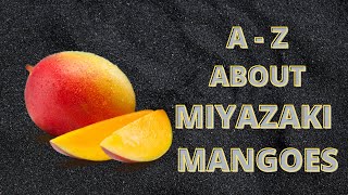 Miyazaki mangoes up to date with cultivation details