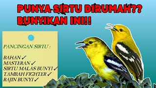 Download lagu PANCINGAN SIRTU BAHAN AGAR CEPAT GACOR & NGEROL || MASTERAN SIRTU ATAU CIPOH TERBAIK mp3