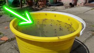 THE $3 MOSQUITO TRAP THAT ACTUALLY WORKS
