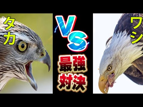 ハリアエトゥス・ロイコセファルス