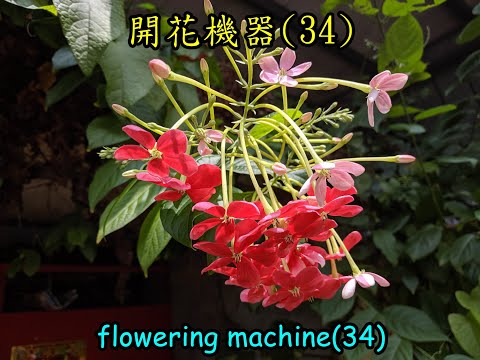 使君子種植