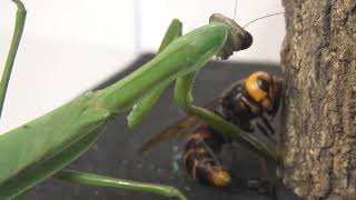 Praying mantis injured by hornet poison.