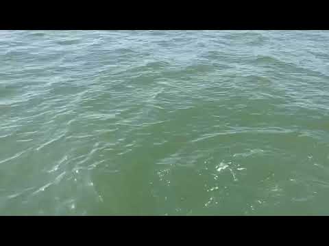 Golfinhos no rio Tejo em Portugal