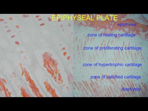 EPIPHYSEAL PLATE