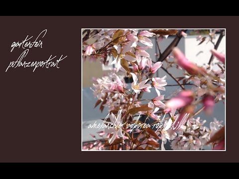 Amelanchier arborea Robin Hill | Felsenbirne | gartenfein [HD]