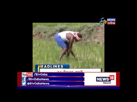 Amari Odisha @7PM (24.10.2017)- ETV News Odia