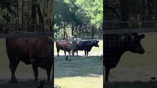 Just got some and we want more? #cow #farming #farmlife #shorts
