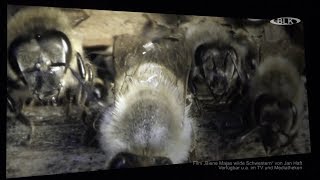 Дивите сестри на пчелата Мая в киното в Наумбург: Филмова прожекция с импулси за повече опазване на природата